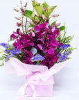 Pink Singapore Orchids Box