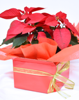 Poinsettia + Box