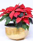 Poinsettia + Box