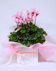 Large Cyclamen + Pot