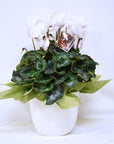Large Cyclamen + Pot