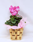 Medium Cyclamen + Basket