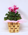 Medium Cyclamen + Basket