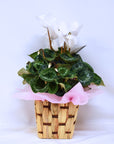 Medium Cyclamen + Basket