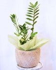 Zanzibar Gem House Plant + Basket