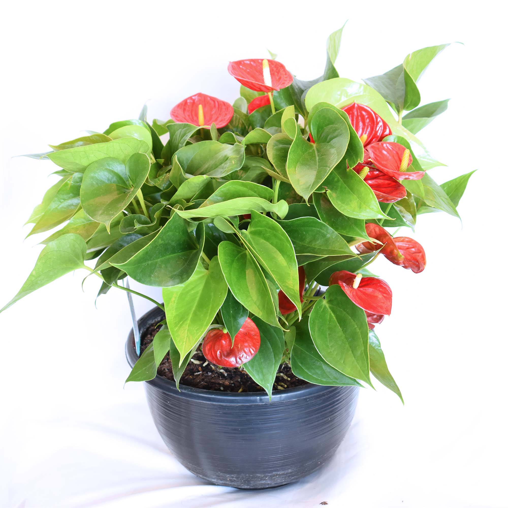 red anthurium toxic to cats Large Anthurium Plant | Melissa's Florist & Gifts
