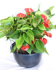 Large Red Anthurium
