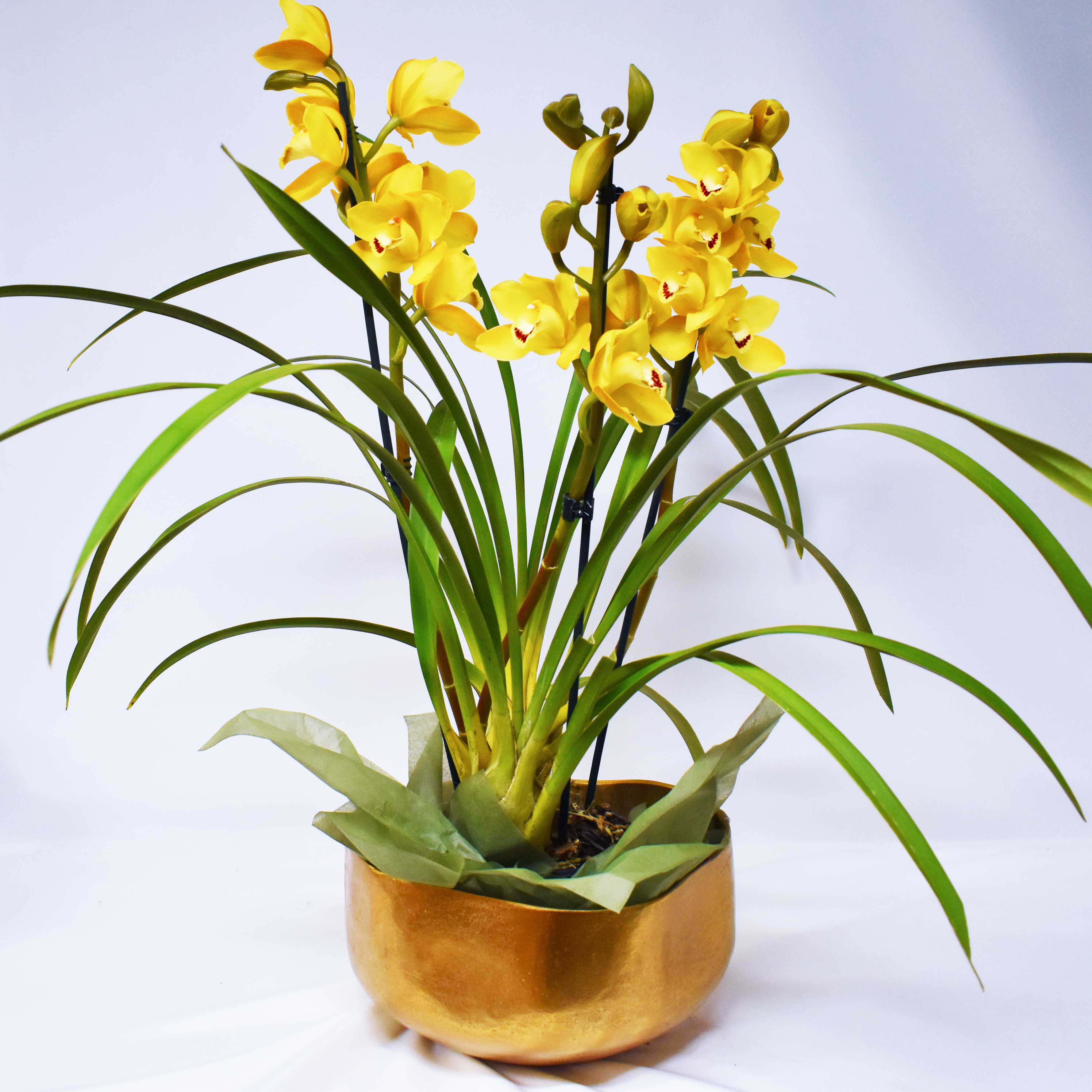 Yellow Cymbidium Orchid Plant (Deluxe)