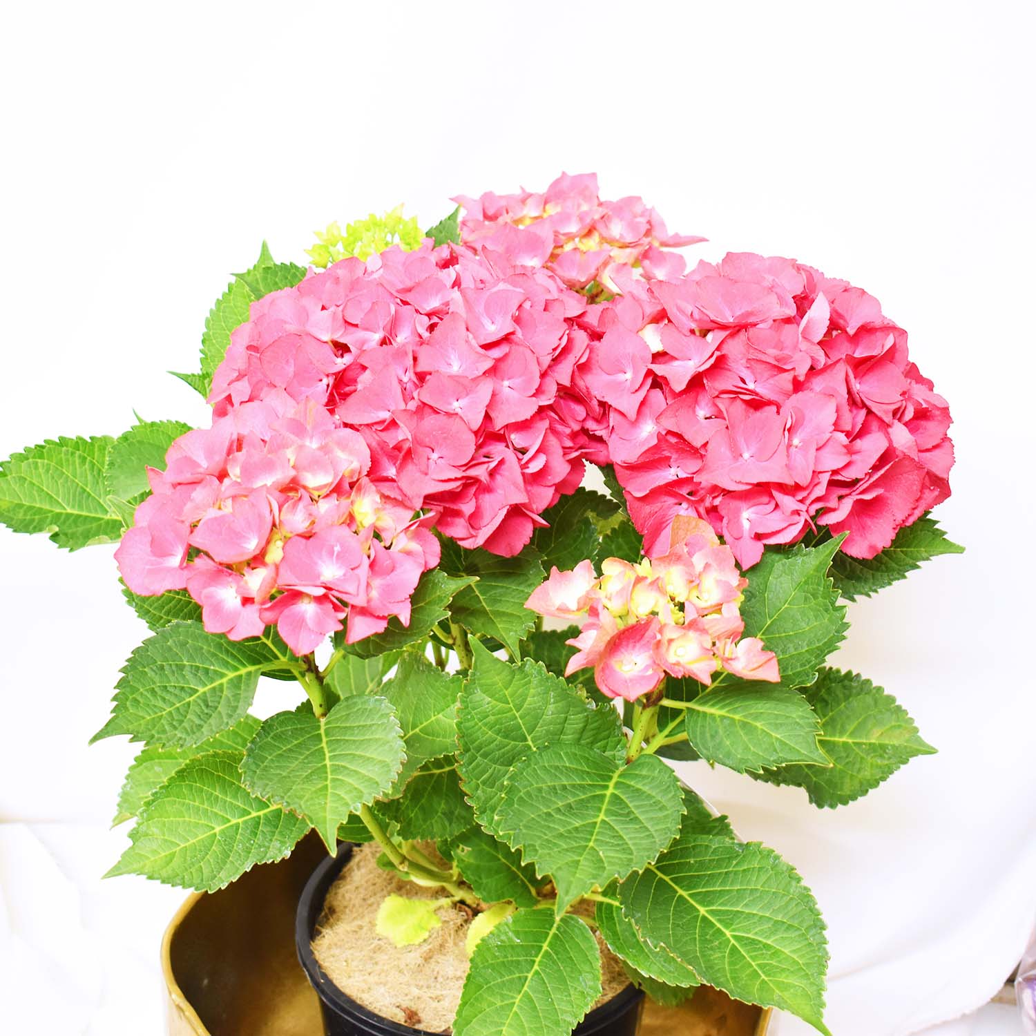 Hydrangea + Box