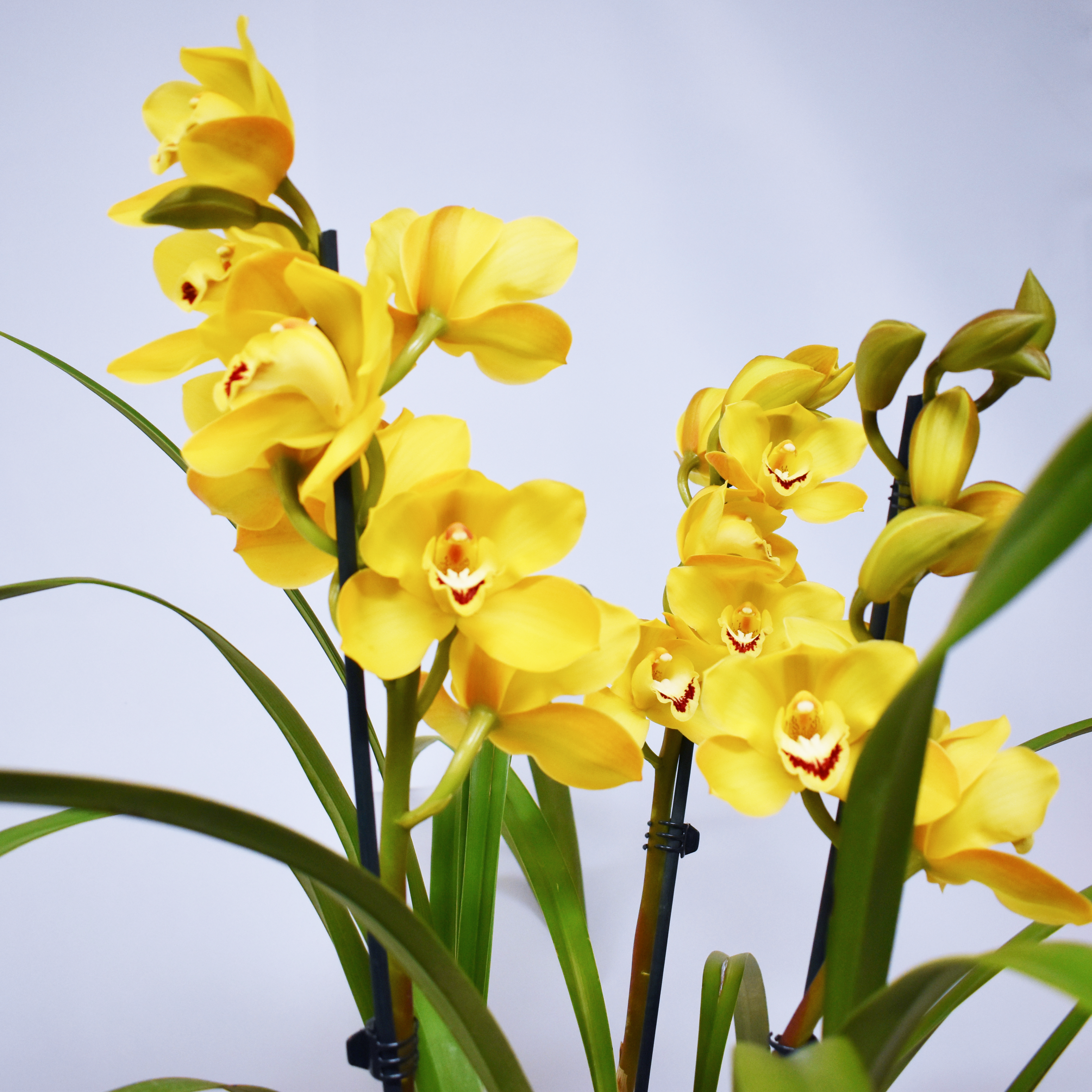 Yellow Cymbidium Orchid Plant (Deluxe)