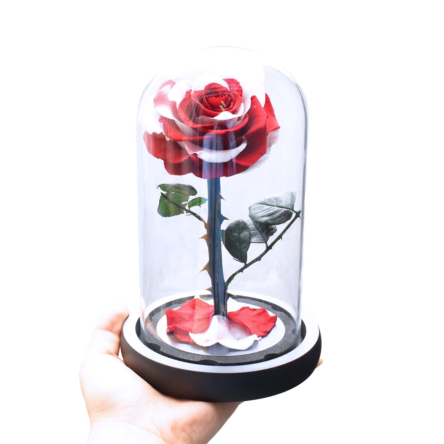 Valentine&#39;s Day Gifts - Everlasting Rose Glass Dome | Forever Rose