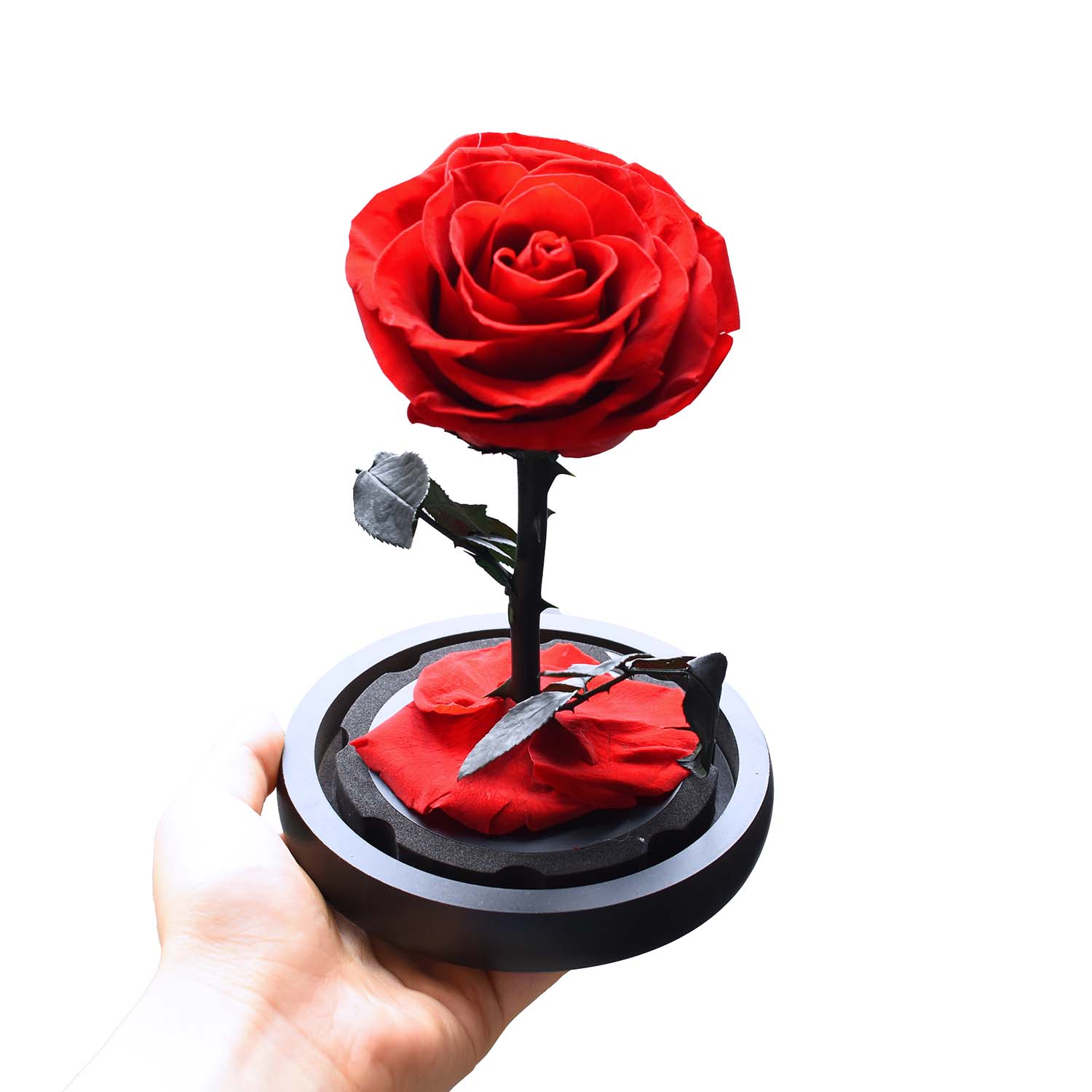 Valentine's Day Gifts - Everlasting Rose Glass Dome | Forever Rose