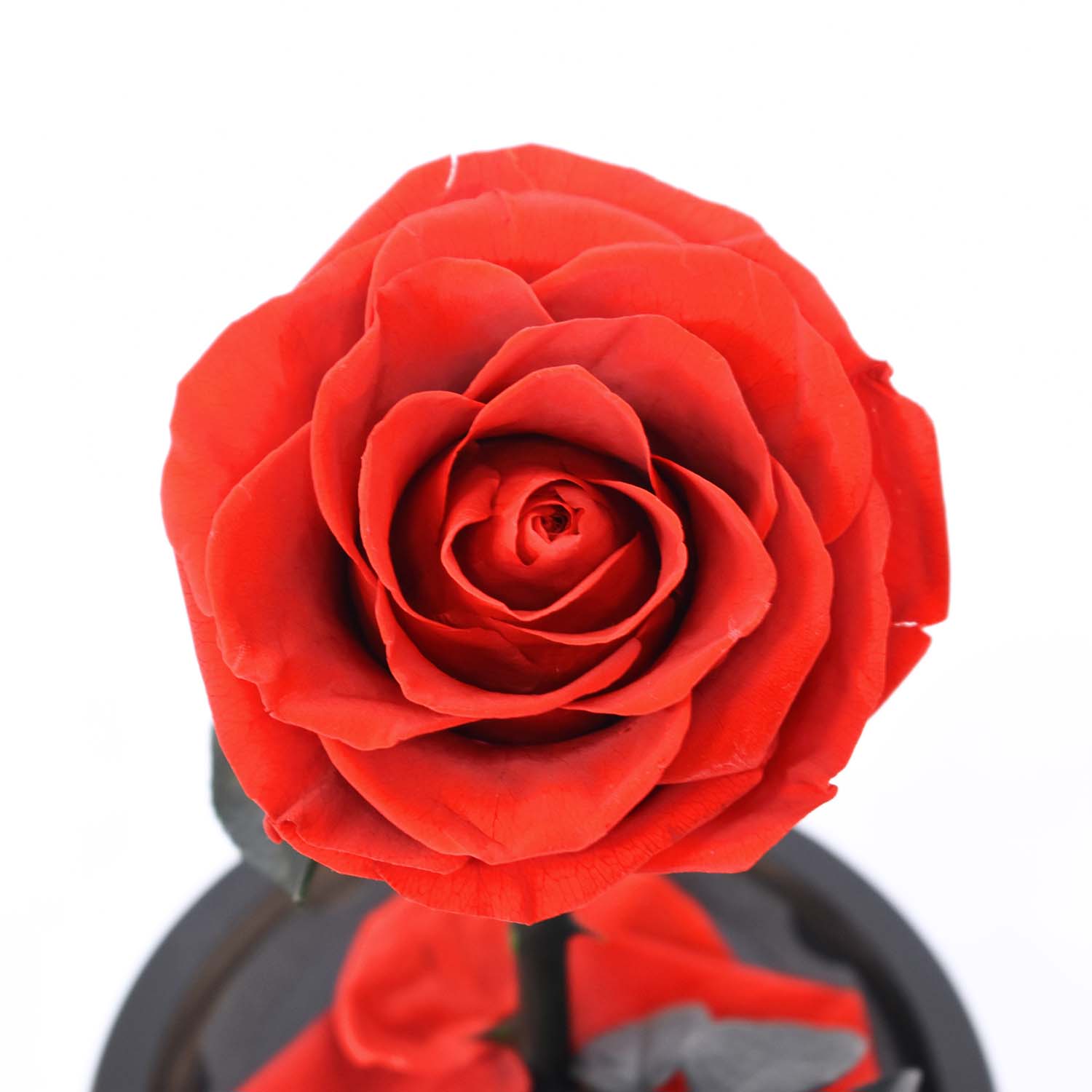 Valentine&#39;s Day Gifts - Everlasting Rose Glass Dome | Forever Rose