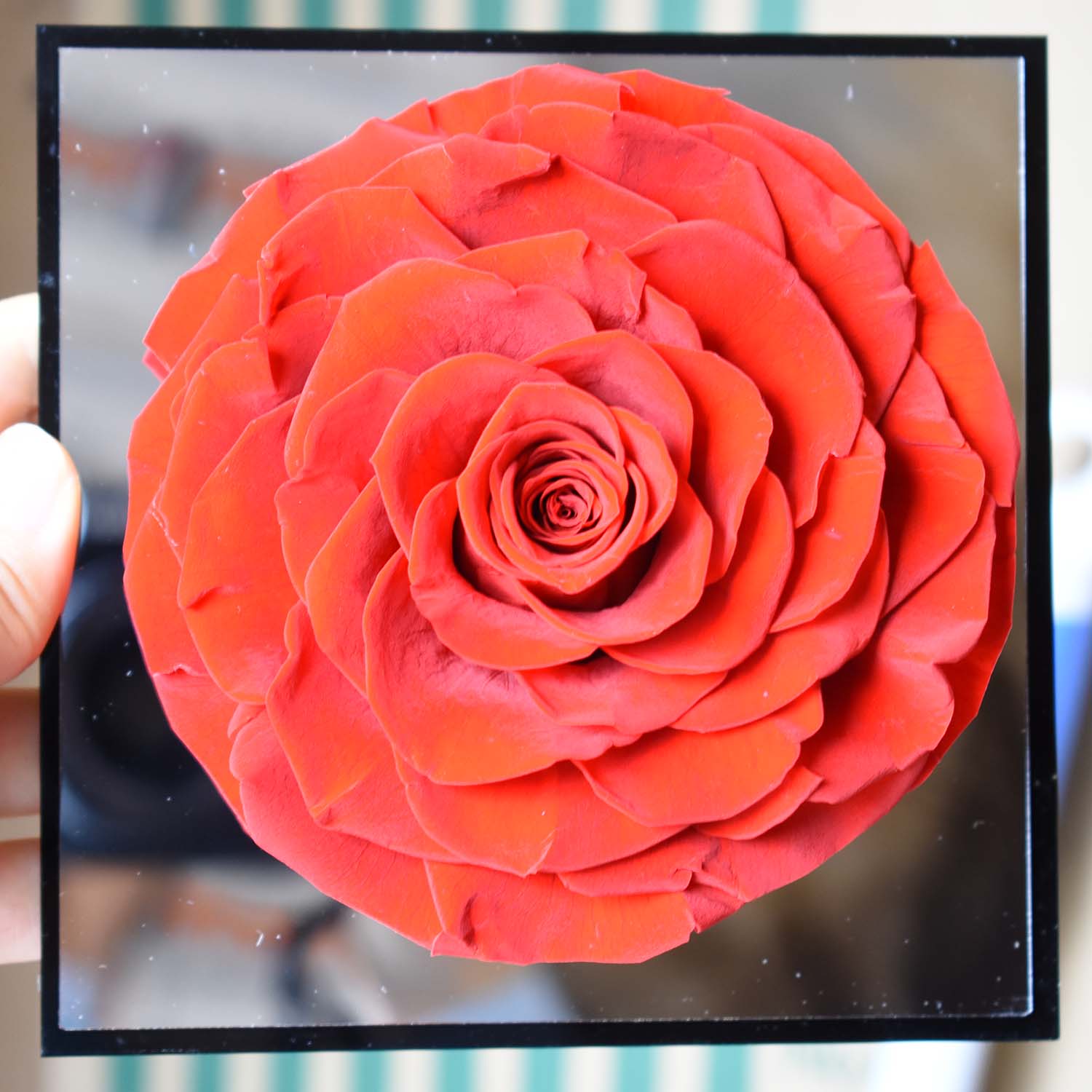 Valentine&#39;s Day Gifts - Everlasting Mirror Rose Glass Container