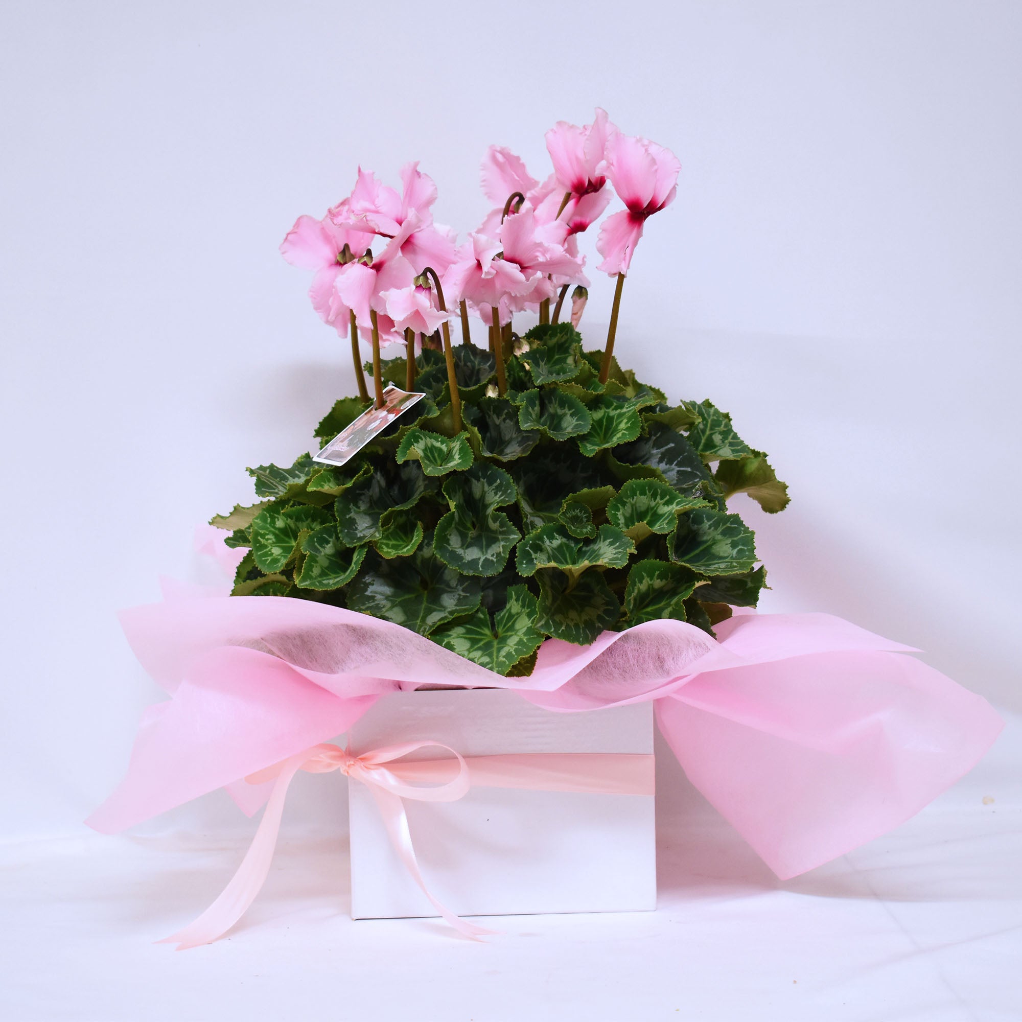 芭比粉红花朵花束罐（中号）