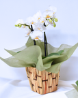 White Phalaenopsis Orchid (Small)