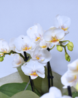 White Phalaenopsis Orchid (Small)
