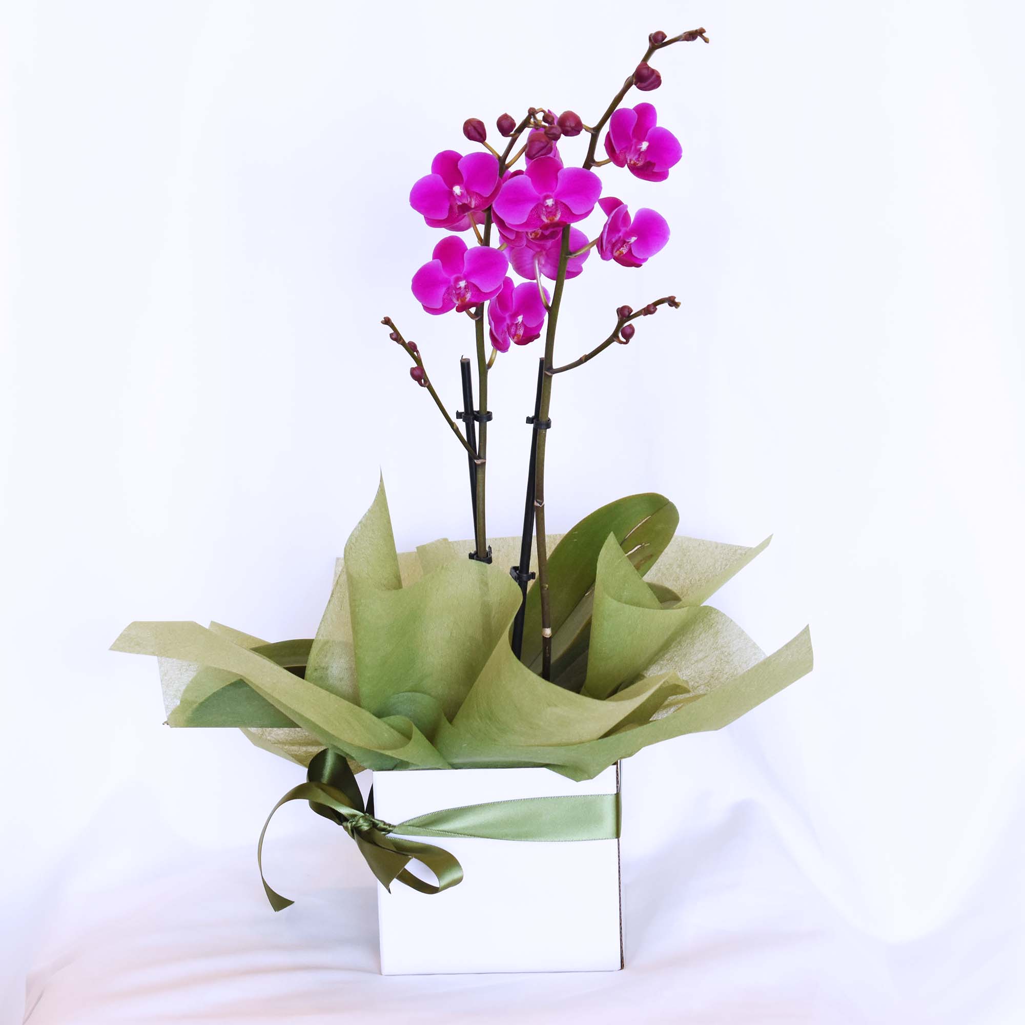 同情花卉和植物|白色蝴蝶兰（小） – Melissa's Florist