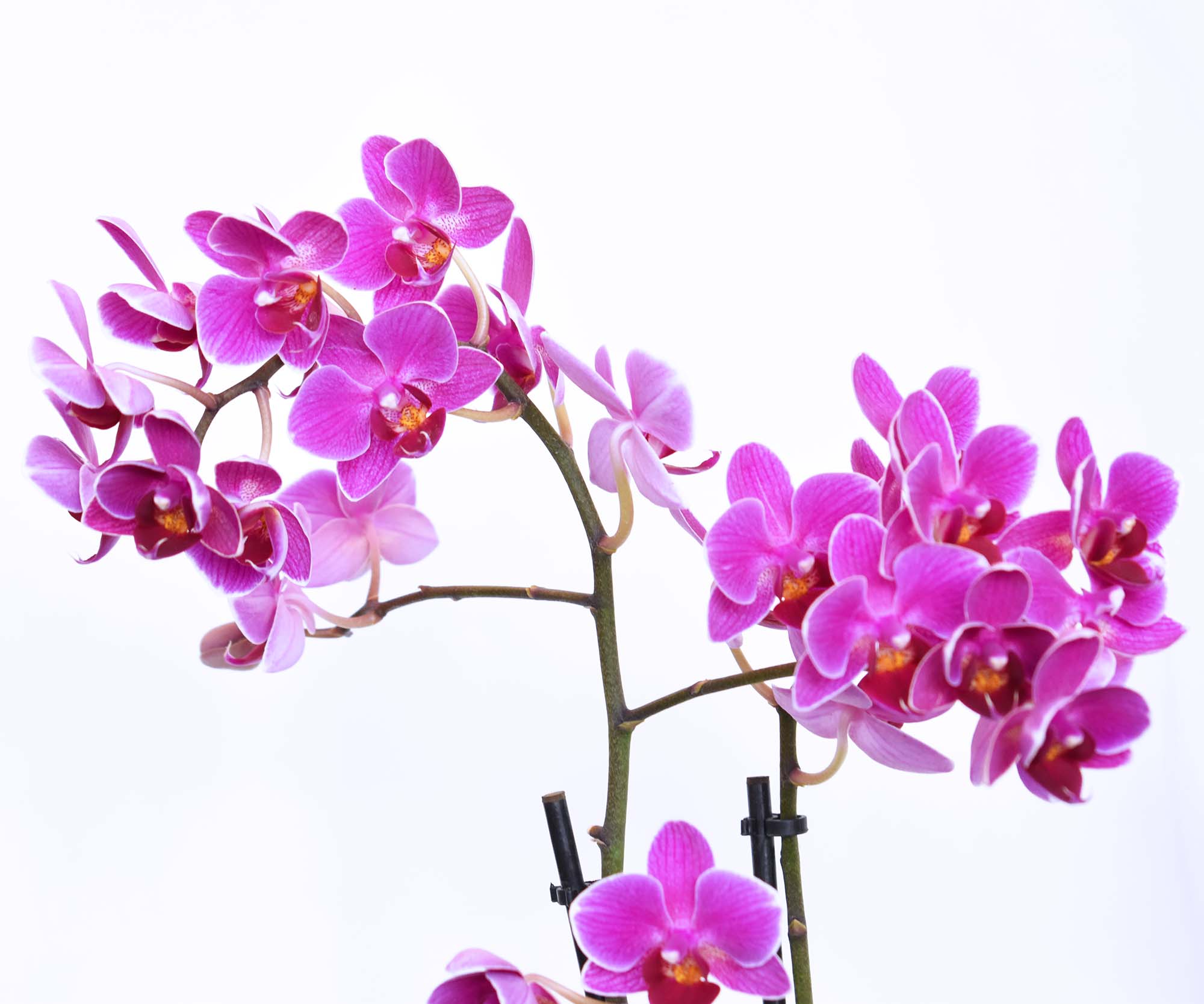 同情花卉和植物|白色蝴蝶兰（小） – Melissa's Florist