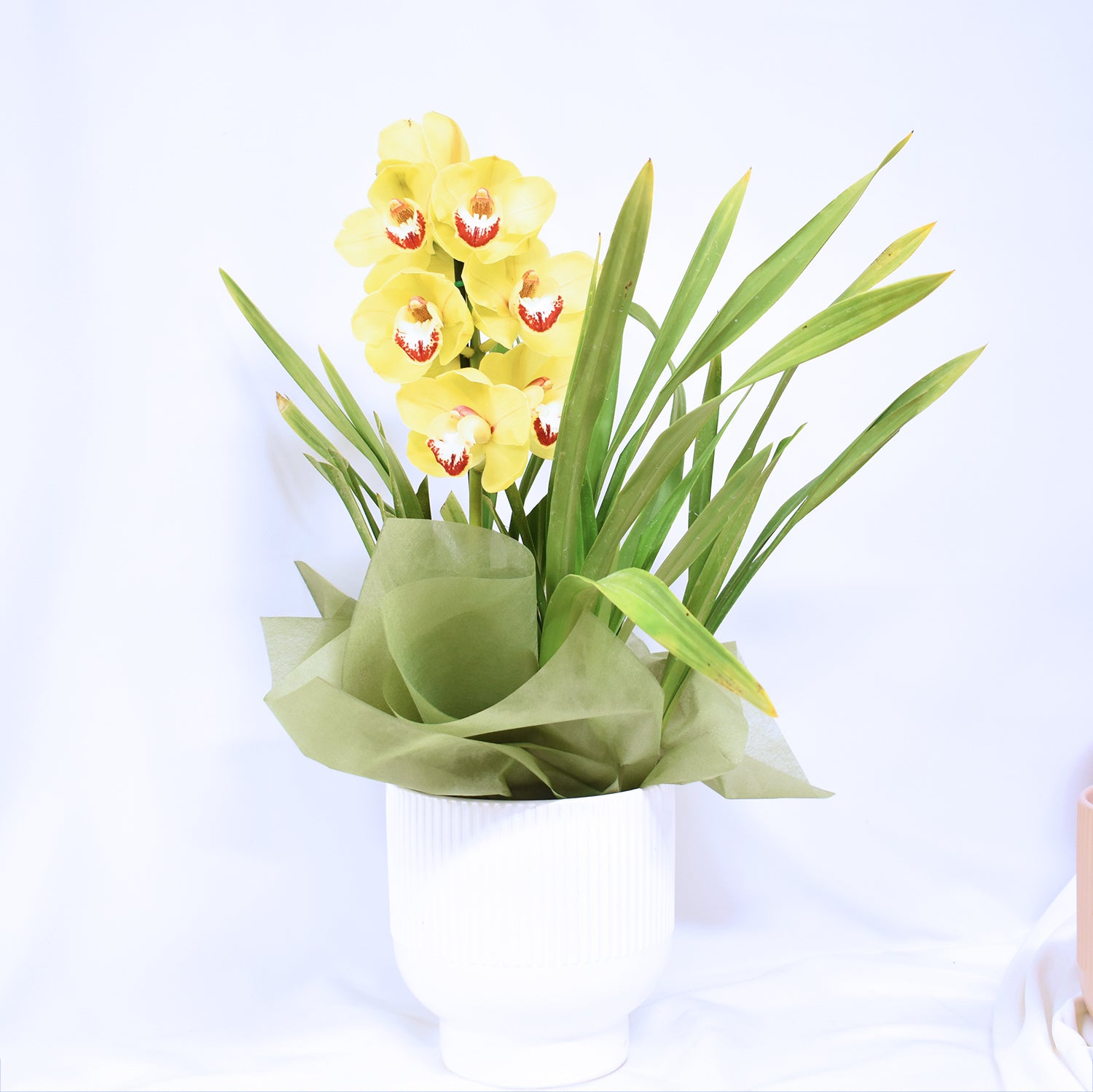 Lucky Dip Cymbidium Orchid Plant + Pot