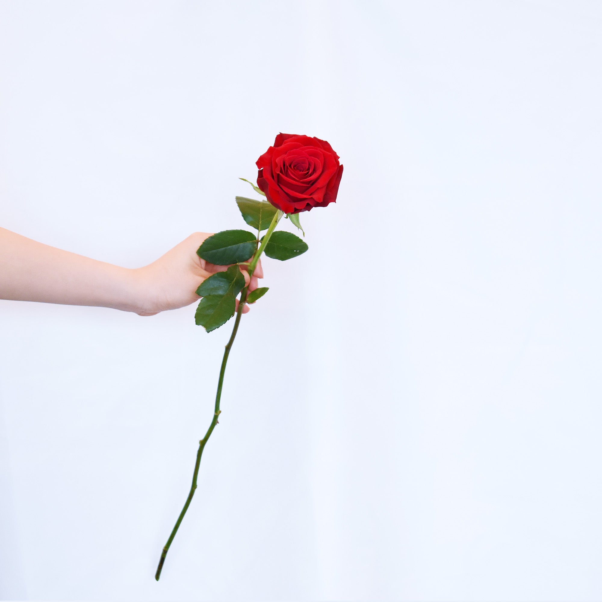 Valentine's Day Flowers - Red Roses + Vase!
