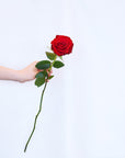 Valentine's Day Flowers - Red Roses + Vase!