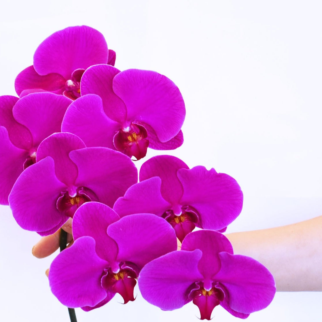 Mother's Day Flowers - Lucky Dip Orchid Stem Cutting