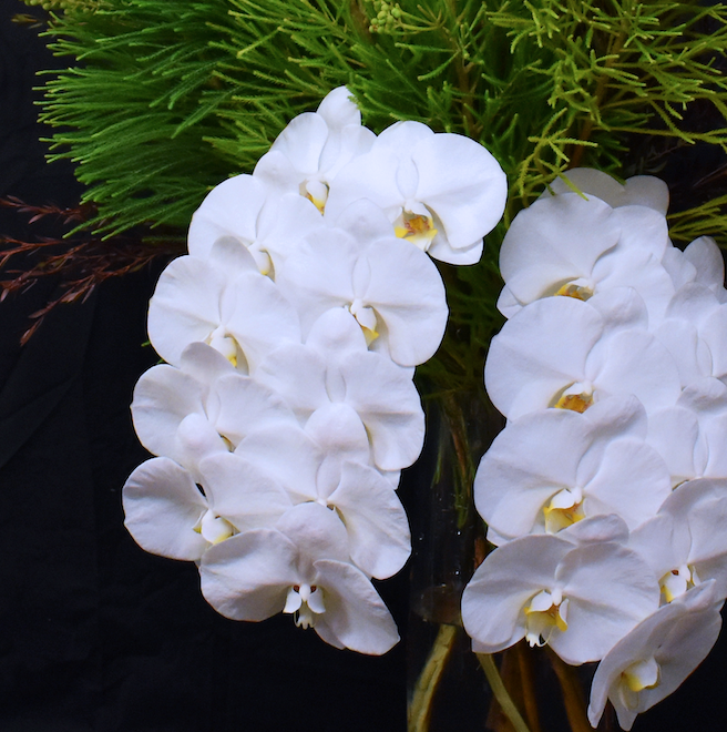Phalaenopsis Orchid Arrangement Vase