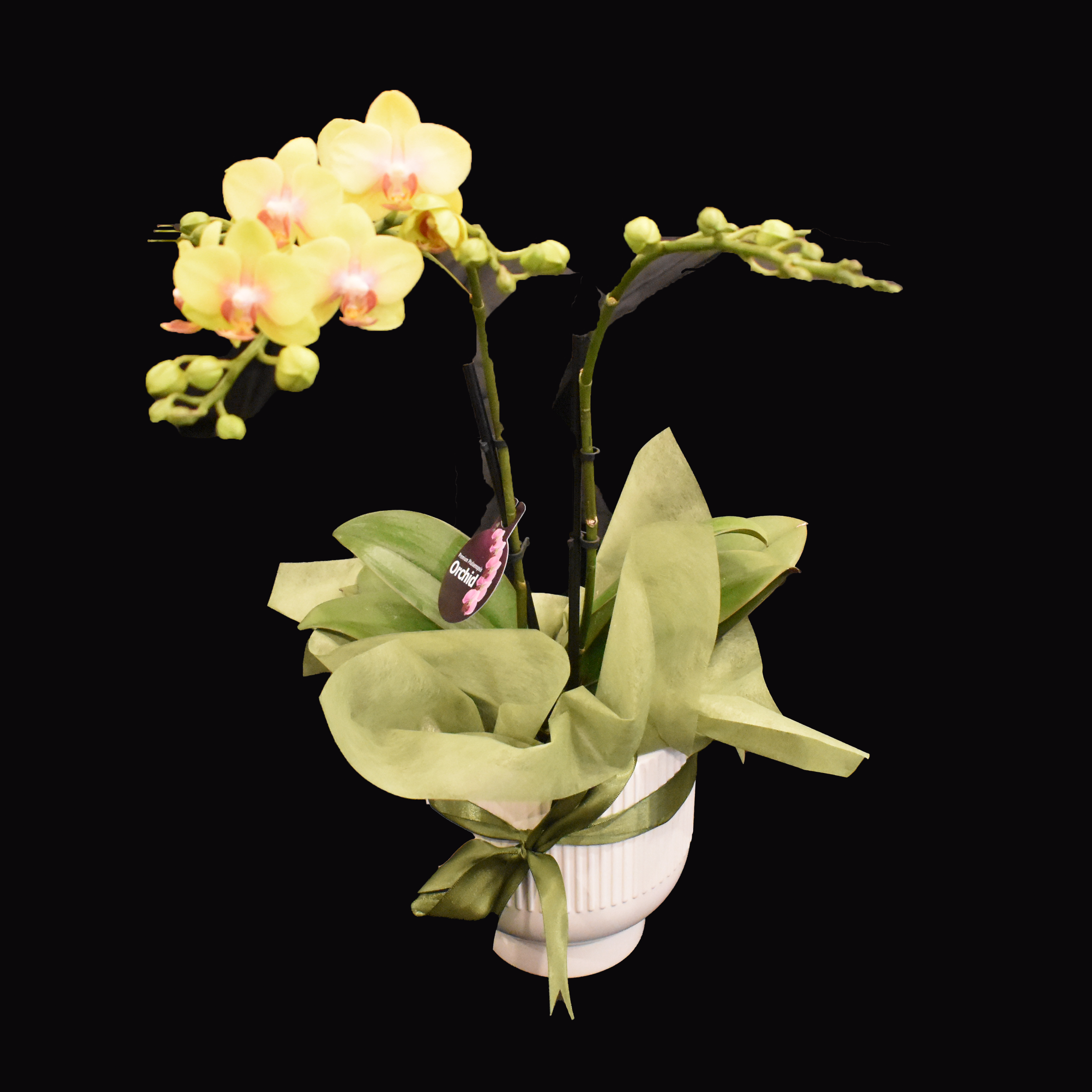 Yellow Phalaenopsis Orchid