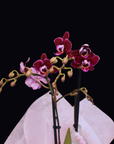 Pink Phalaenopsis Orchid